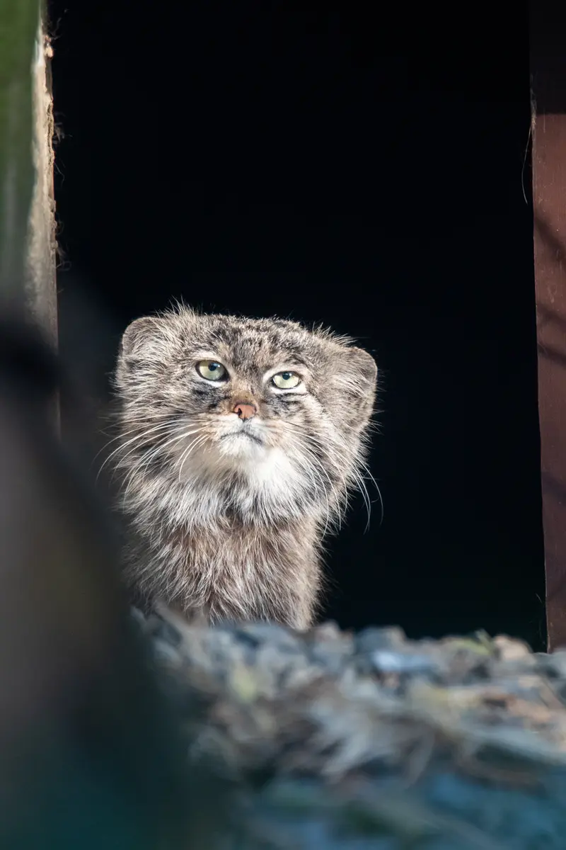 A photograph of Pluton in Ostrava Zoo