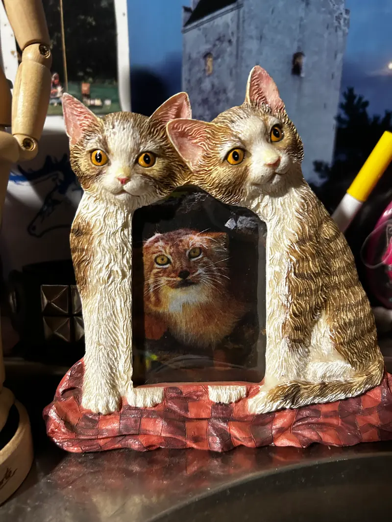 I placed framed photos of Pallas's cats around the room ♡