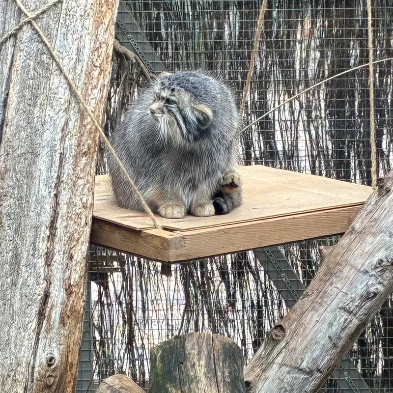 A photograph of Altani in Tallinn Zoo