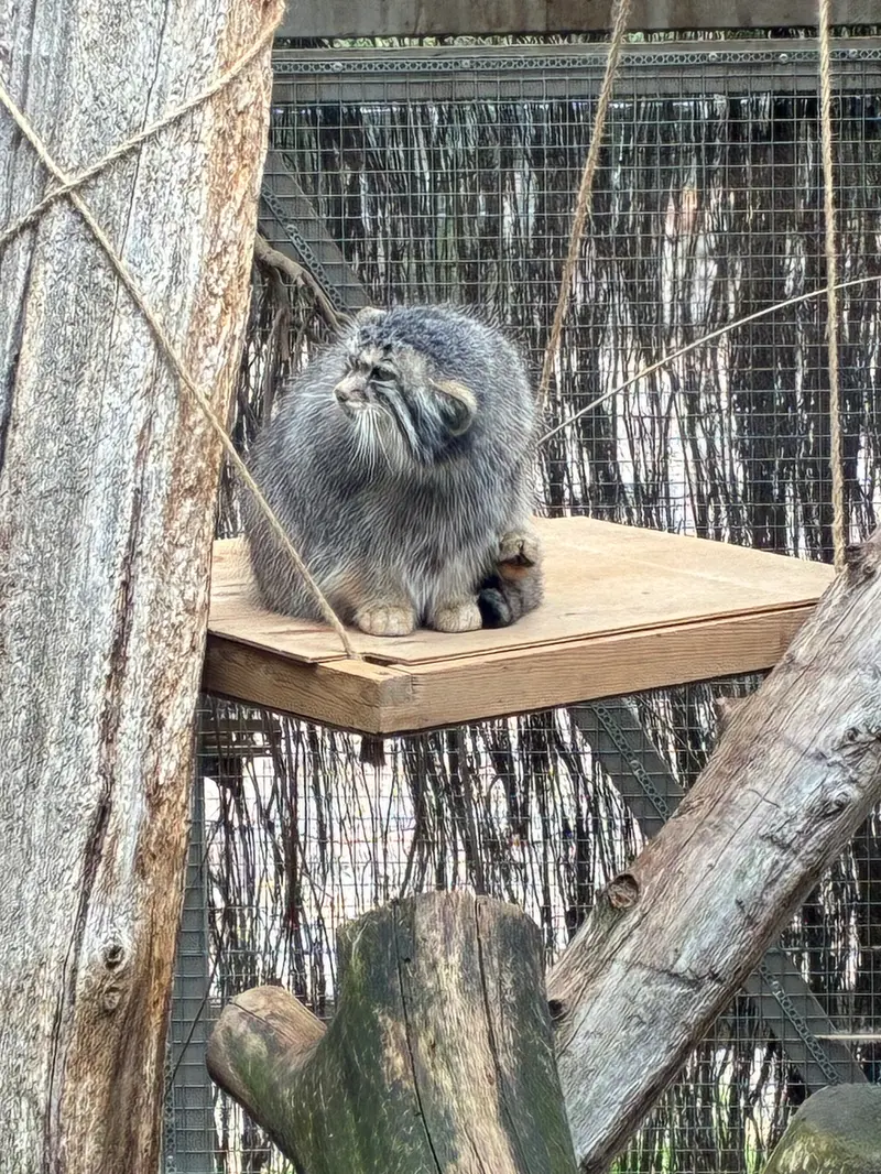 A photograph of Altani in Tallinn Zoo