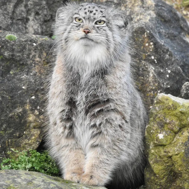 A photograph of Namuu in Port Lympne Wild Animal Park