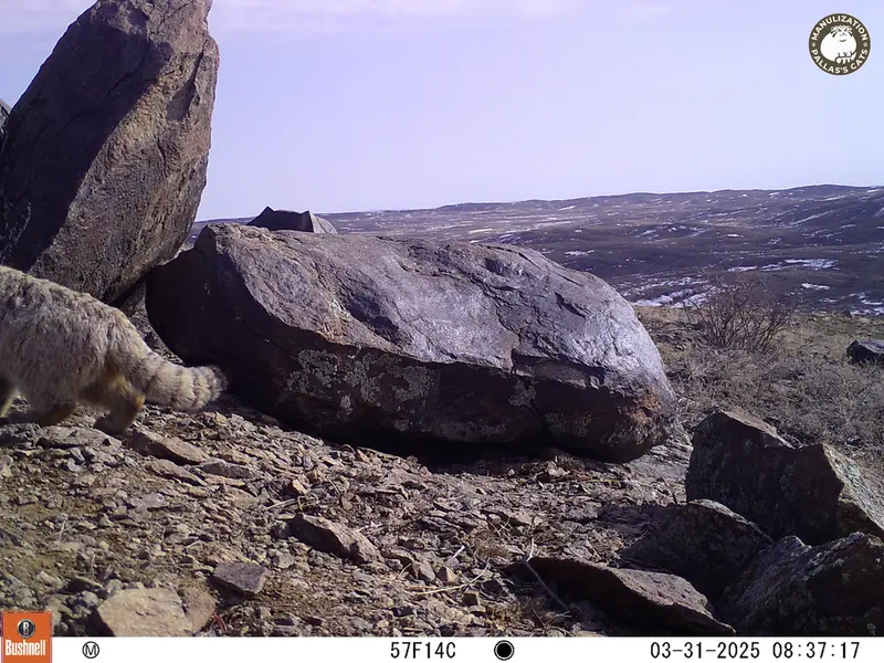 A photograph of Otocolobus manul manul from Koshkar camera trap