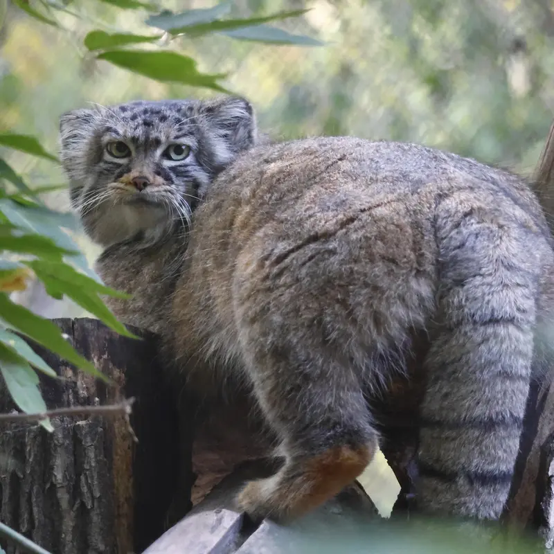 A photograph of Zosya in Novosibirsk Zoo