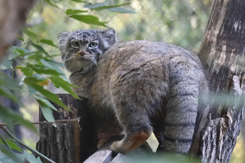 A photograph of Zosya in Novosibirsk Zoo