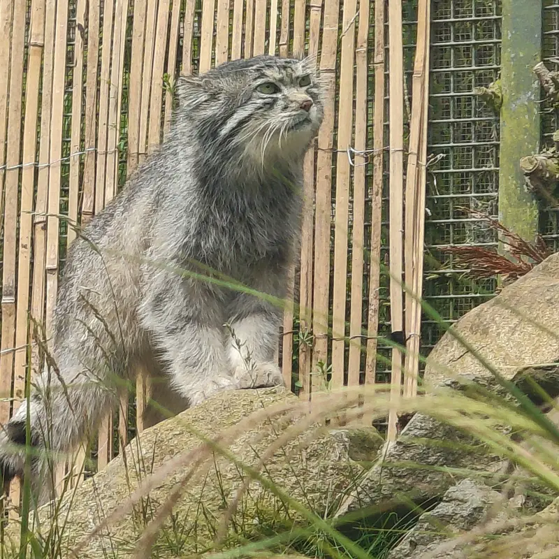 A photograph of Akiko in Edinburgh Zoo