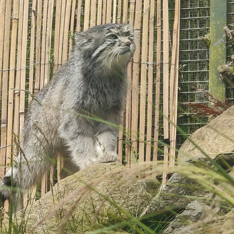 A photograph of Akiko in Edinburgh Zoo