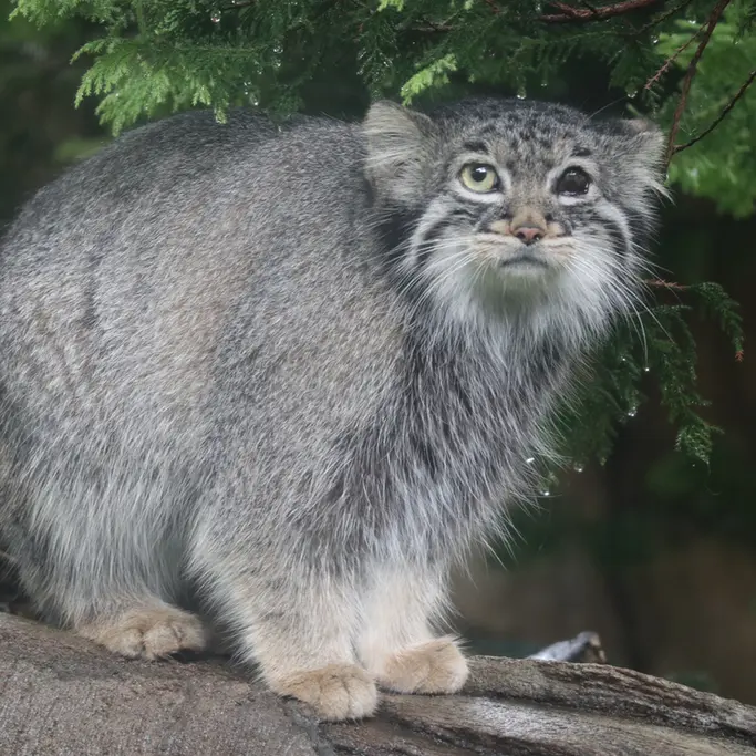 A photograph of Abrikos in Nasu Animal Kingdom
