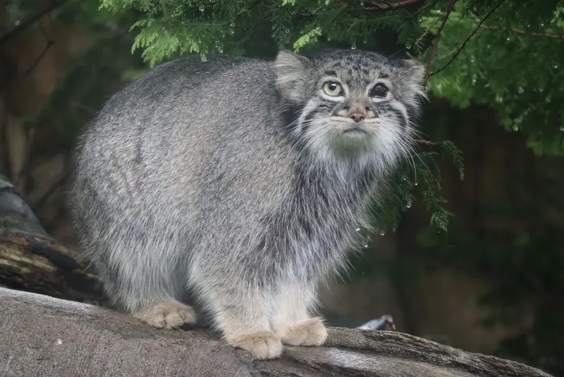 A photograph of Abrikos in Nasu Animal Kingdom