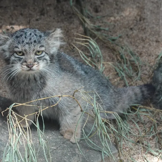 A photograph of Haku in Kobe Animal Kingdom