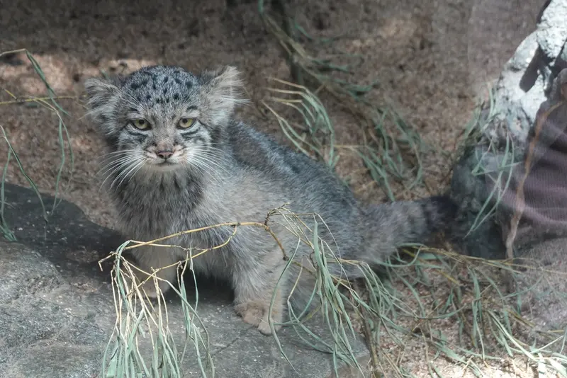 A photograph of Haku in Kobe Animal Kingdom