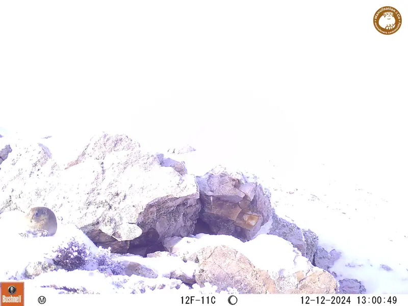 A photograph of Pika from Besshoky 1 camera trap