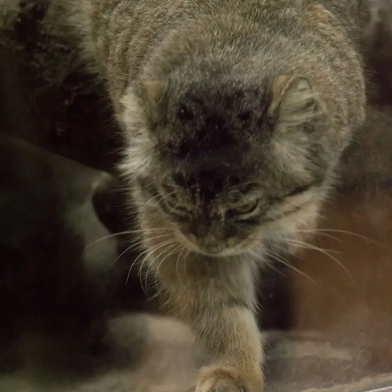 A photograph of Primula in Ueno Zoological Gardens