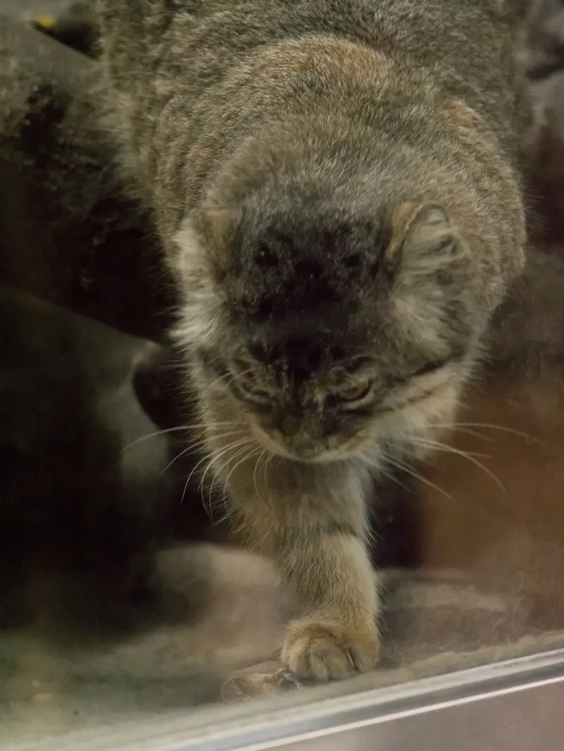 A photograph of Primula in Ueno Zoological Gardens