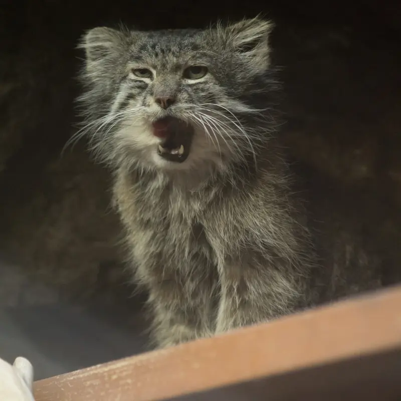 A photograph of Klyon in Ueno Zoological Gardens