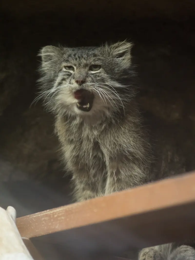 A photograph of Klyon in Ueno Zoological Gardens