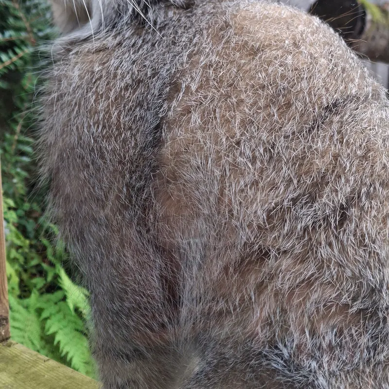 A photograph of Altai in Tregomeur Zoo