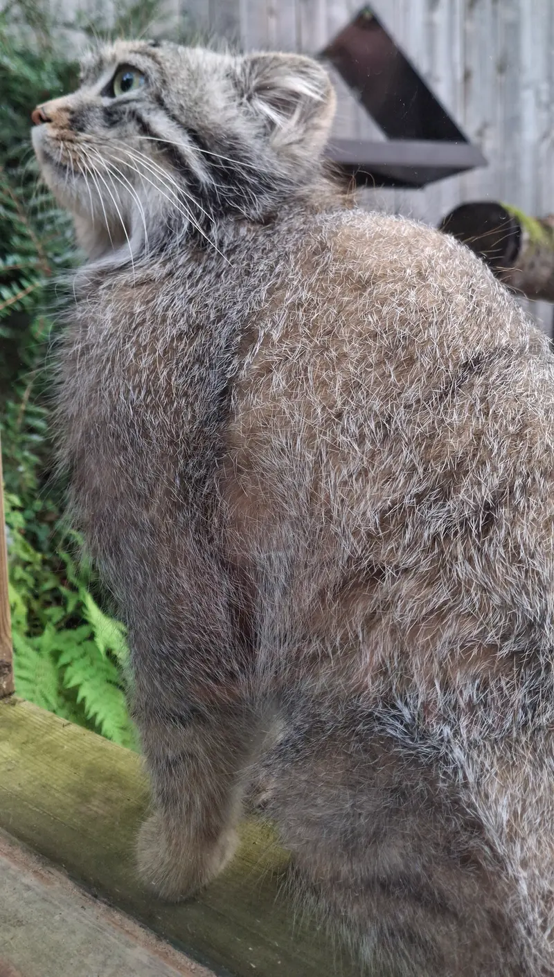 A photograph of Altai in Tregomeur Zoo