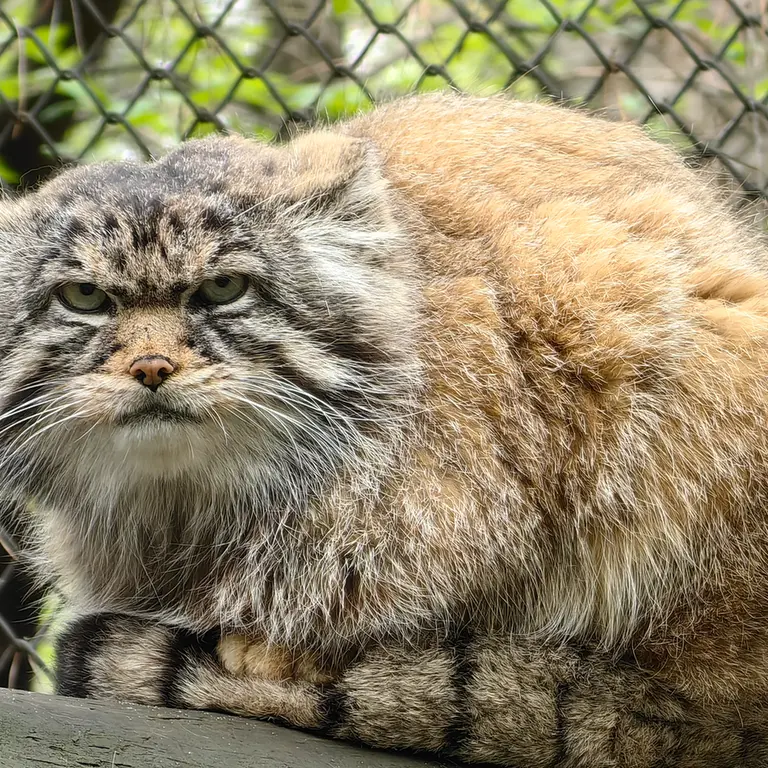 A photograph of George in Novosibirsk Zoo