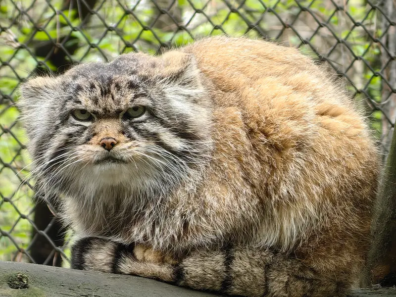 A photograph of George in Novosibirsk Zoo