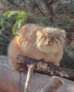 A photograph of a Pallas's cat
