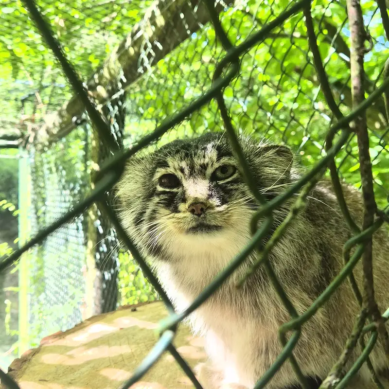 A photograph of Batu in Opel Zoo
