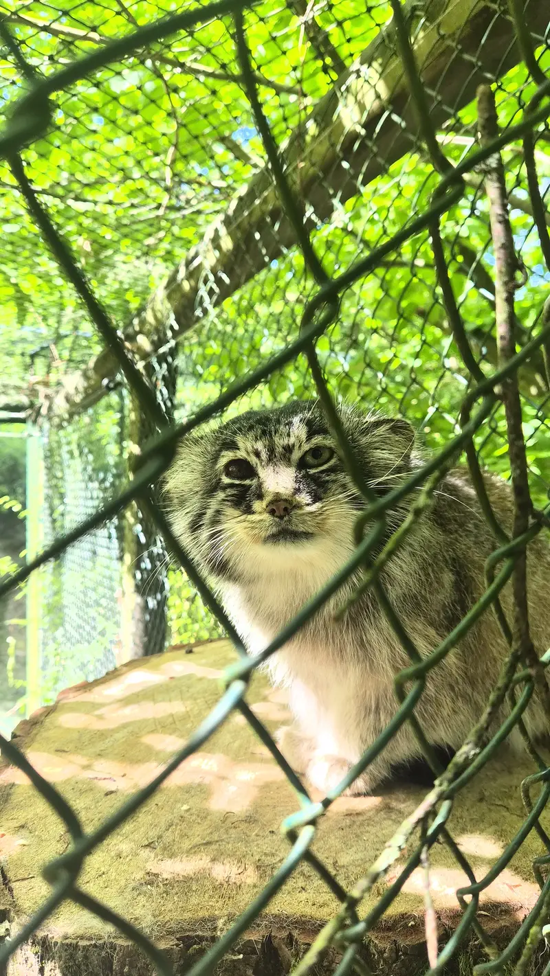 A photograph of Batu in Opel Zoo