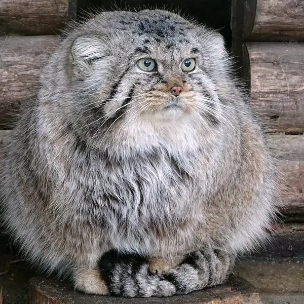 A photograph of Bjorn in Riga Zoo