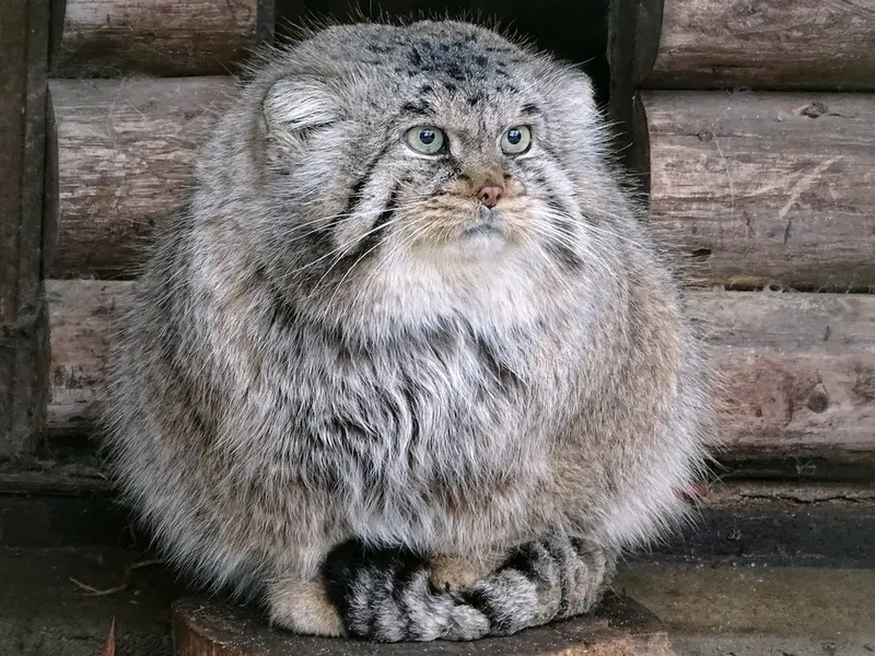 A photograph of Bjorn in Riga Zoo