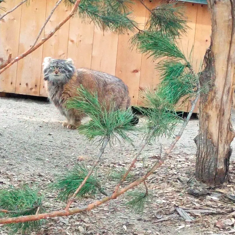 A photograph of a Pallas's cat in Novosibirsk Zoo