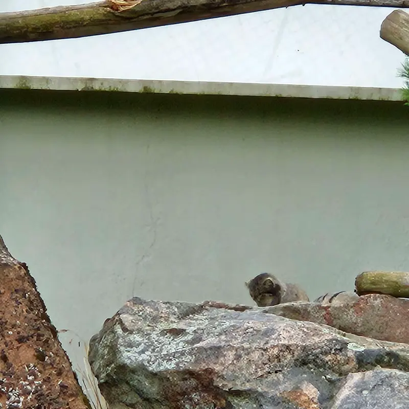 A photograph of Sten and Saimi in Korkeasaari Zoo