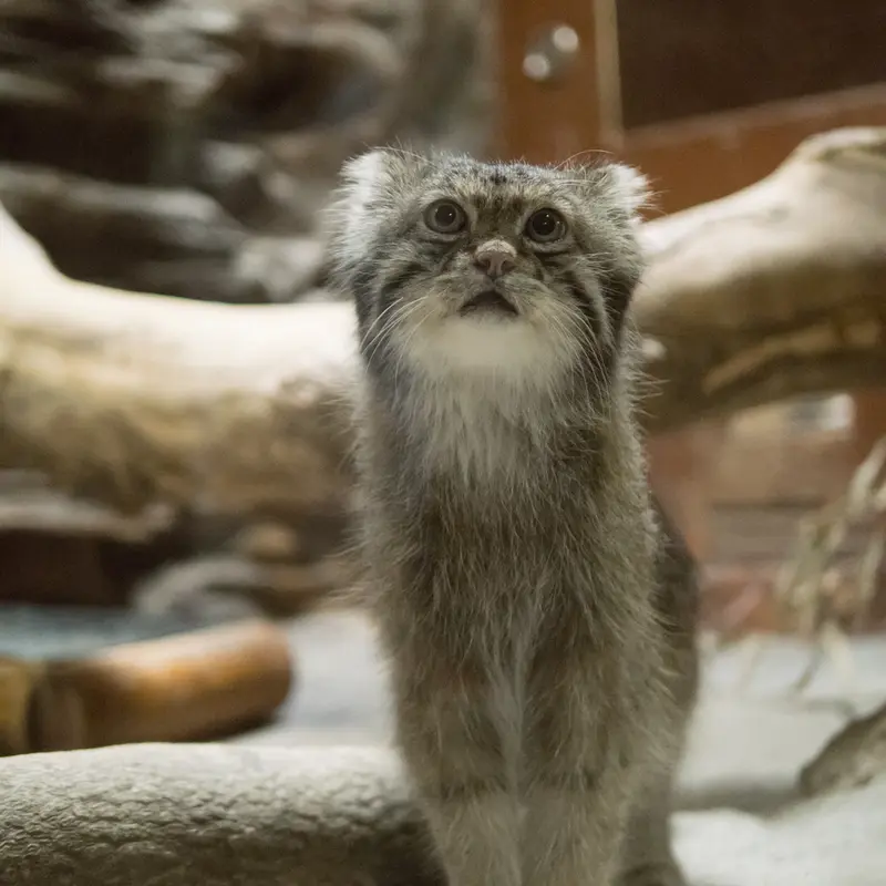 A photograph of Klyon in Ueno Zoological Gardens