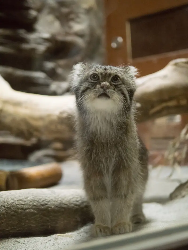A photograph of Klyon in Ueno Zoological Gardens