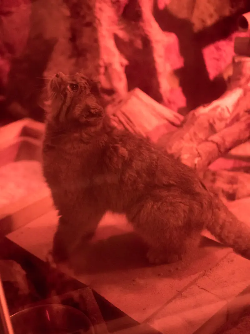 A photograph of Naim in Ueno Zoological Gardens