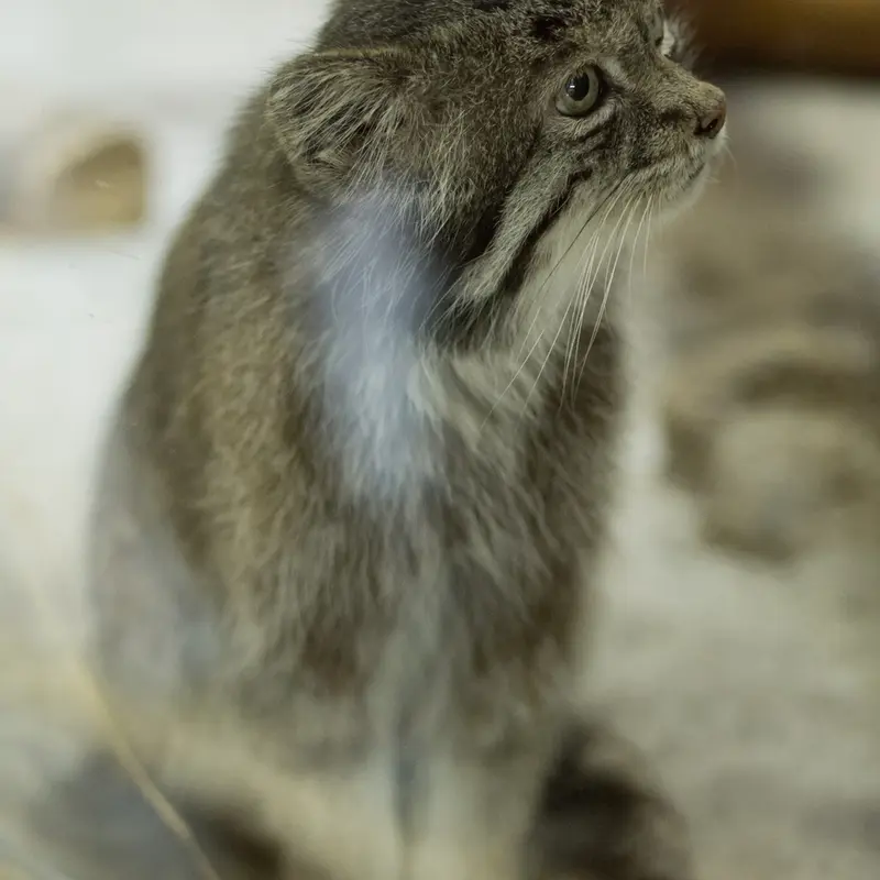 A photograph of Klyon in Ueno Zoological Gardens