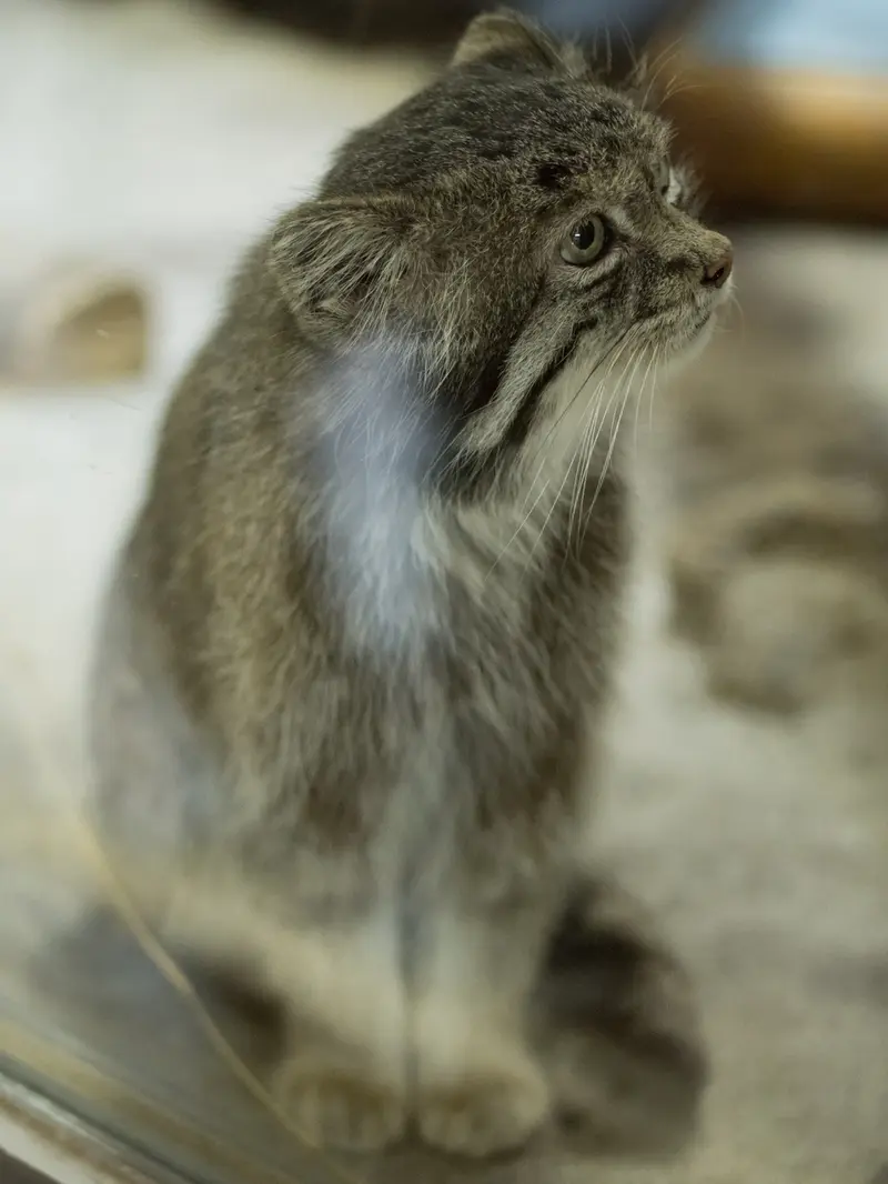 A photograph of Klyon in Ueno Zoological Gardens