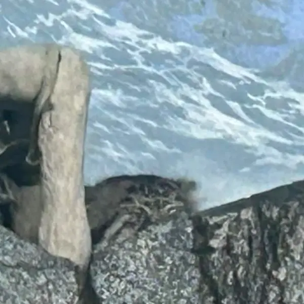 A photograph of a Pallas's cat in Cincinnati Zoo
