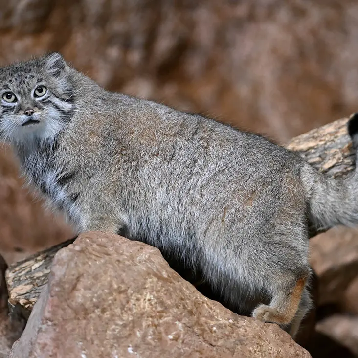 A photograph of Ruby in Brookfield Zoo Chicago
