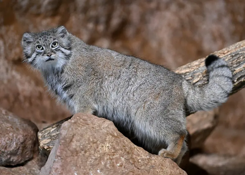 A photograph of Ruby in Brookfield Zoo Chicago