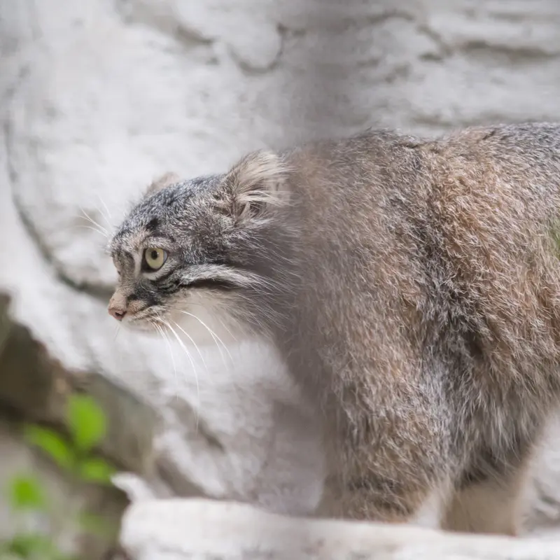 A photograph of Figa in Nogeyama Zoo