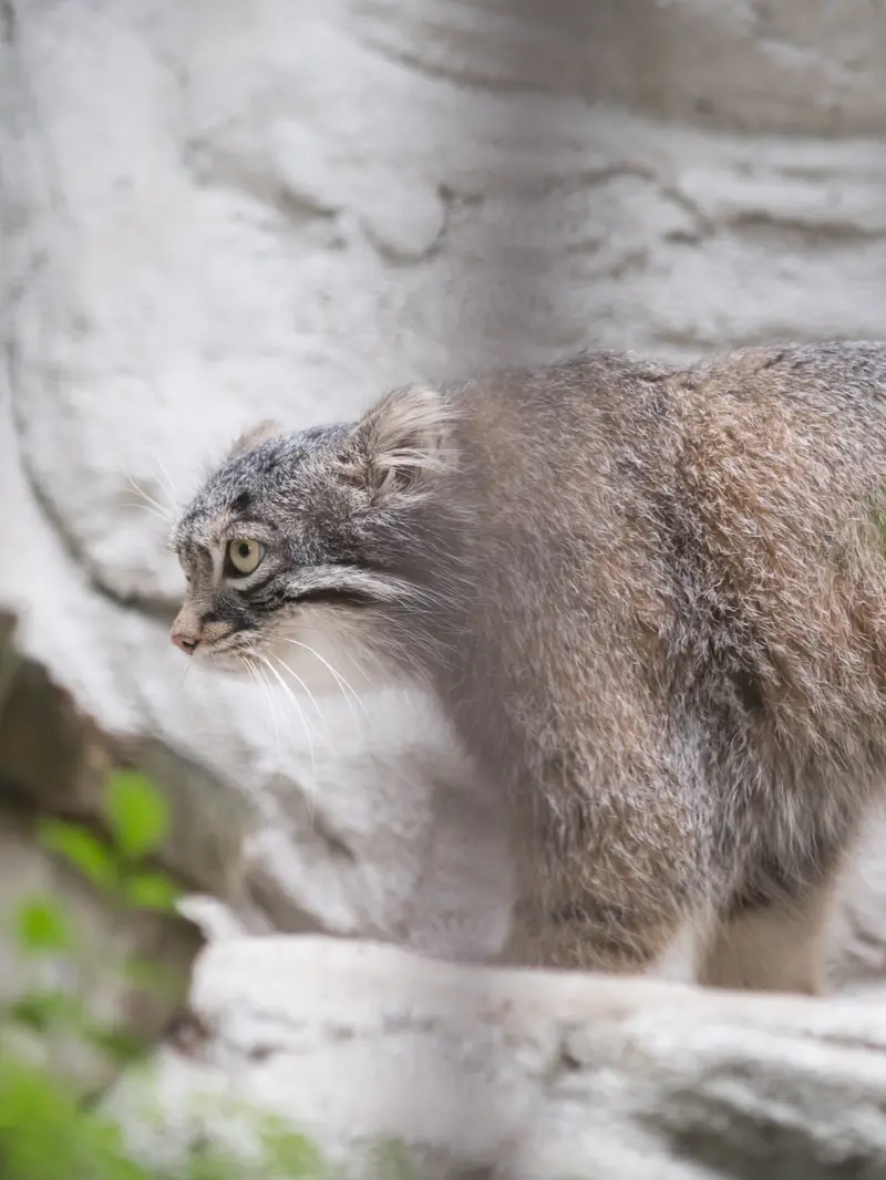 A photograph of Figa in Nogeyama Zoo
