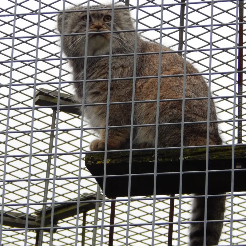 A photograph of Aldan in Zie-Zoo