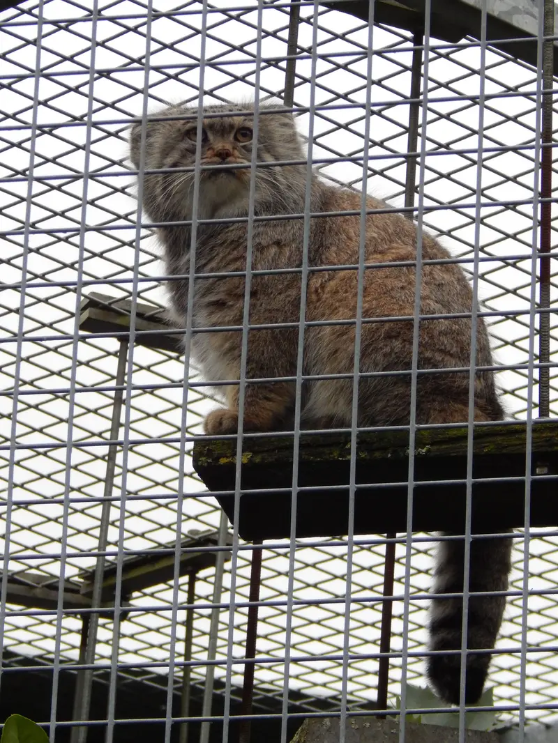 A photograph of Aldan in Zie-Zoo