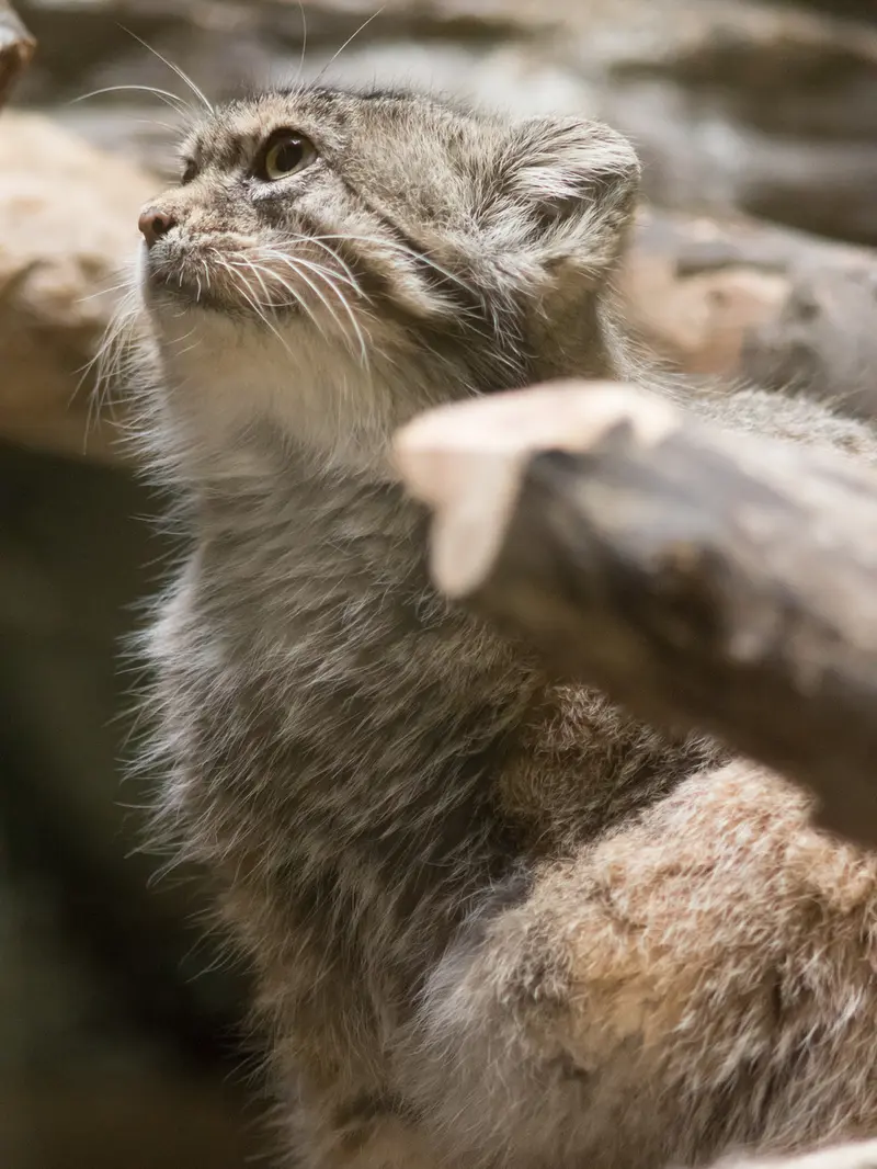A photograph of Primula in Ueno Zoological Gardens