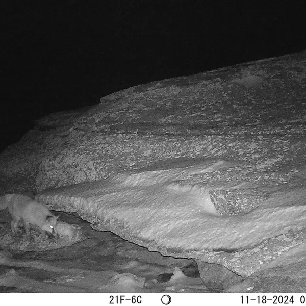 A photograph of Red fox from Bektauata 1 camera trap