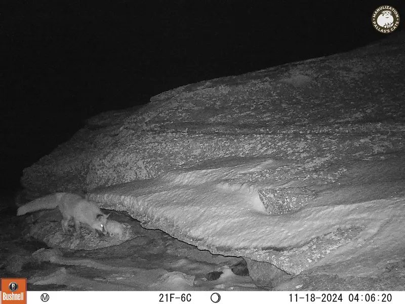 A photograph of Red fox from Bektauata 1 camera trap