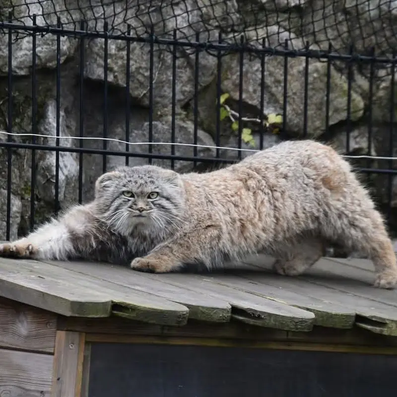 A photograph of a Pallas's cat in Bio-Topia Dunkerque