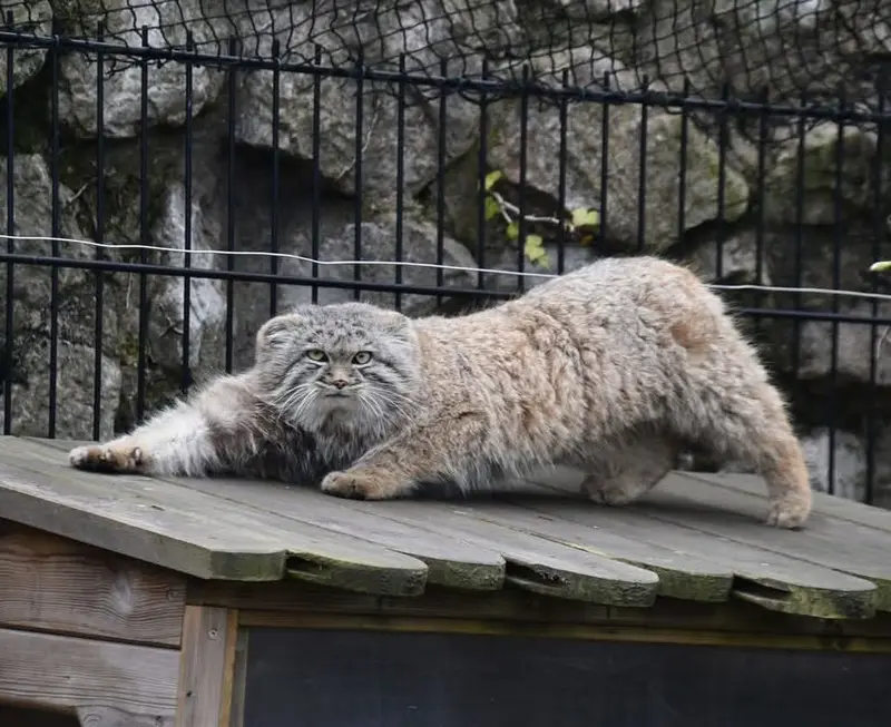 A photograph of a Pallas's cat in Bio-Topia Dunkerque