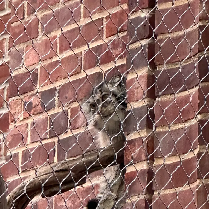 A photograph of a Pallas&#039;s cat in Prospect Park Zoo