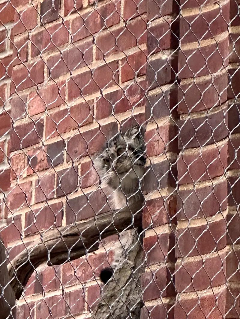 A photograph of a Pallas&#039;s cat in Prospect Park Zoo