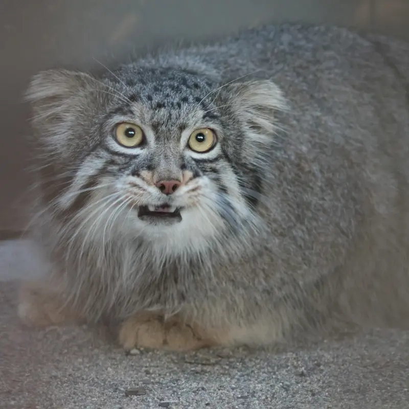 A photograph of Figa in Nogeyama Zoo